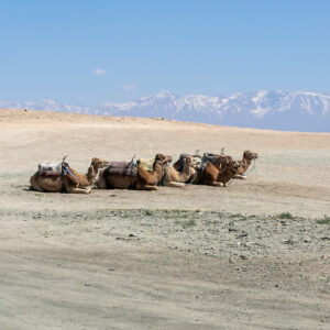 Marrakech, the ocher city